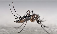 mosquito Aedes aegypti se multiplica mesmo sem chuva