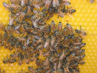 produzido do veneno de abelha O Apitoxina Alergen combate:  -Tosse Seca -Sinusites -Rinite -Asma -Bronquite -Amigdalite