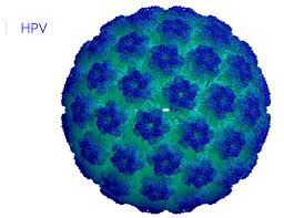 Resultado de imagem para HPV IMAGEM