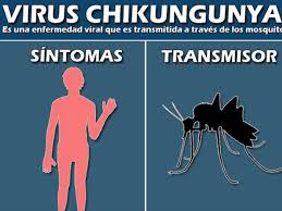 Resultado de imagem para chikungunya IMAGEM