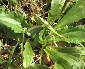 Tansagem (Plantago major)