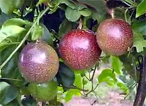 Maracujá(fruto)