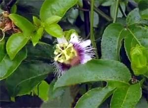 Maracujá(flor)