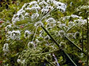 Angelica