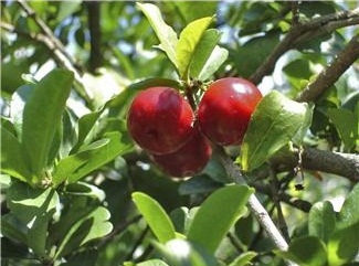 Acerola