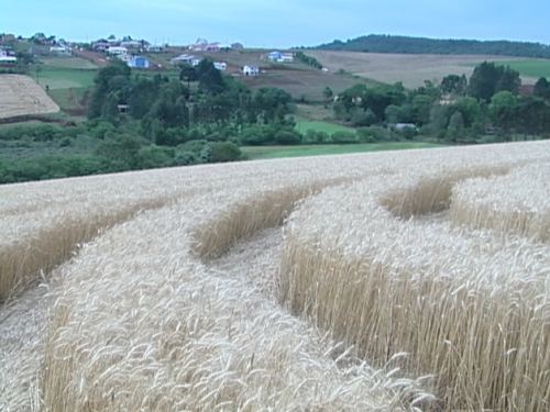 Círculos voltam a aparecer em plantações de trigo em Ipuaçu