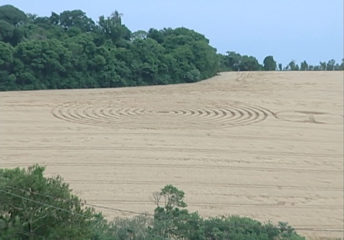 Círculos voltam a aparecer em plantações de trigo em Ipuaçu