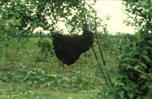 colméia de abelhas africanas