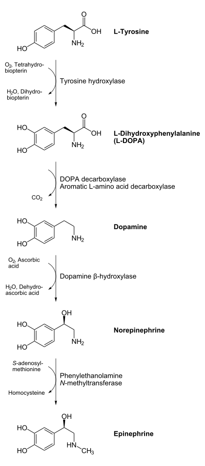 Catecholamines biosynthesis.svg