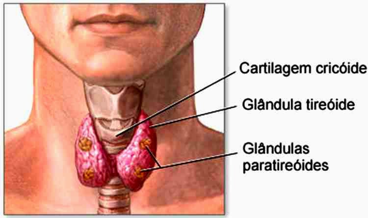 A tireoide é uma glândula, responsável pela produção dos hormônios T3 e T4, quando as taxas desses hormônios se alteram, provocam sintomas como: cansaço, sonolência, unhas quebradiças, aumento ou diminuição de peso, desânimo, cabelos e peles secos...