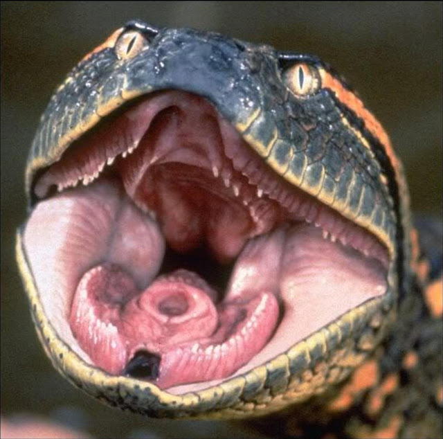 A enorme boca da sucuri quando aberta mete medo, ela não é uma cobra peçonhenta