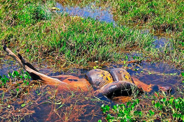 A sucuri matou um veado envolvendo-o  pela enorme força de constrição