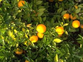 Laranja