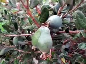 Feijoa